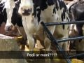 grooving the free stall barn they deserve to be pampered