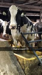 grooving the free stall barn they deserve to be pampered